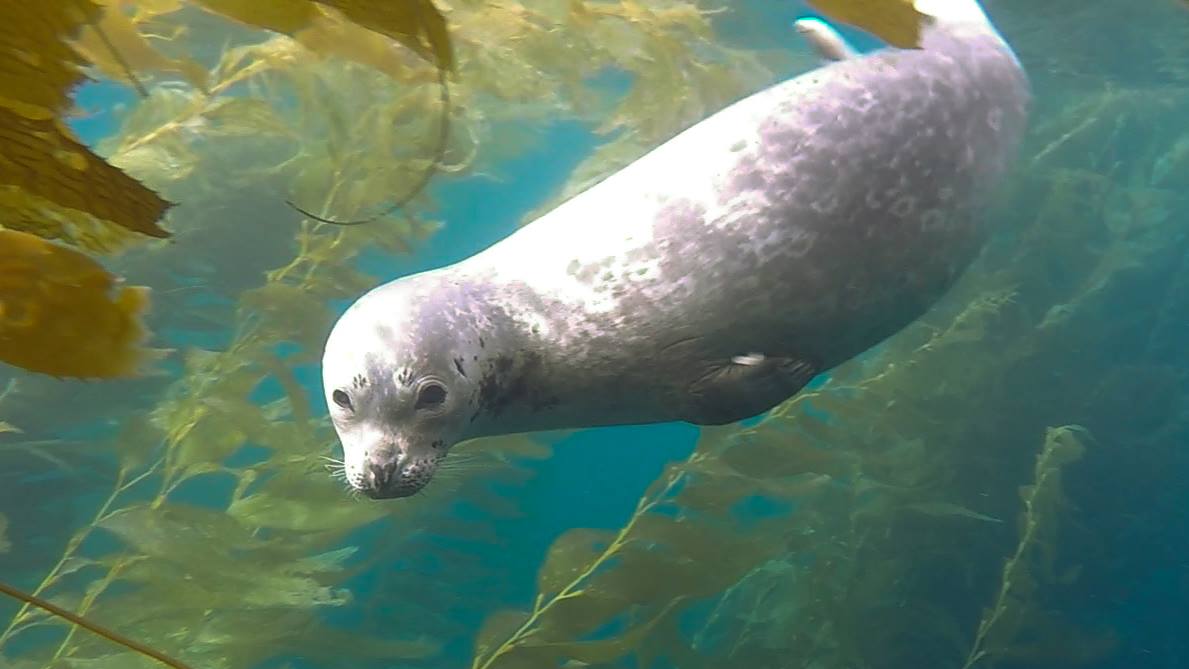 Experience Diving with sea lions in La Jolla Cove San Diego