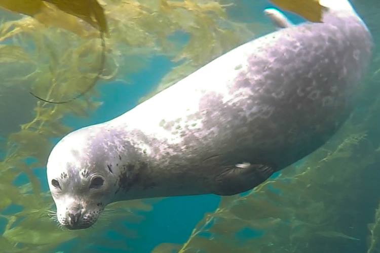 7 Best Spots to View Sea Lions in San Diego • Scuba Diver Girls