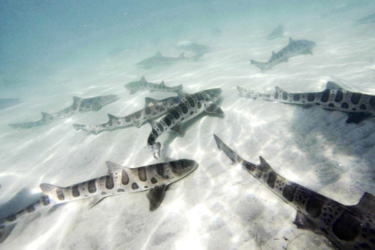 Snorkeling with leopard sharks in the reserve.